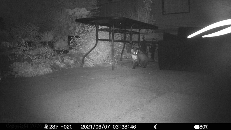Pine Marten